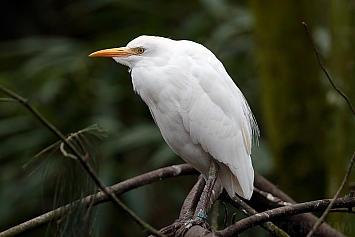 Western Cattle Egret