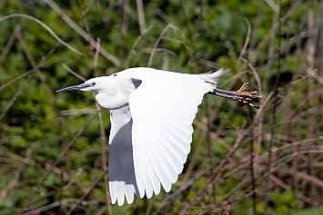 Little Egret