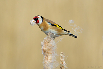 Goldcrest | Female