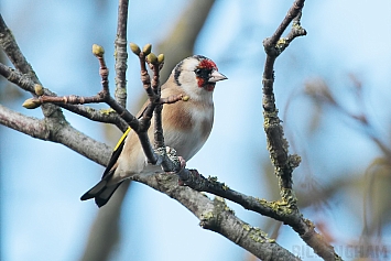 Goldfinch | Female