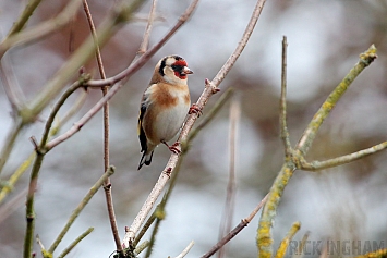 Goldfinch | Female