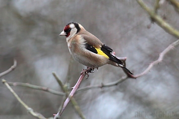 Goldfinch | Female