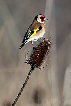 Goldfinch | Female