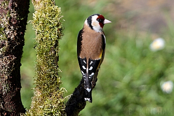 Goldfinch | Female