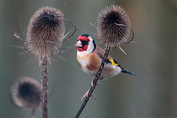 Goldfinch | Male