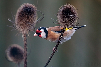 Goldfinch | Male