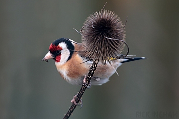 Goldfinch | Male