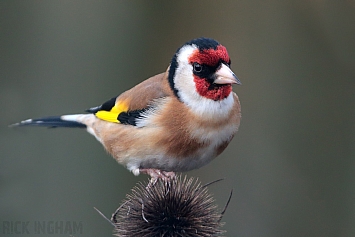 Goldfinch | Male