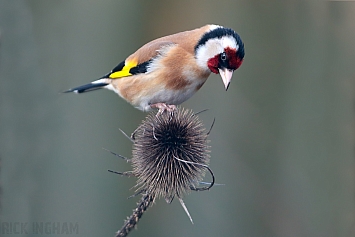 Goldfinch | Male