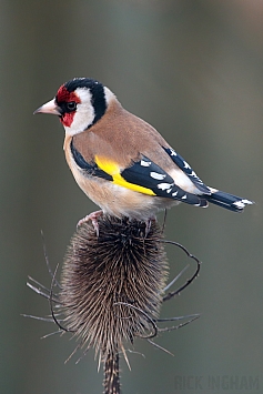 Goldfinch | Male