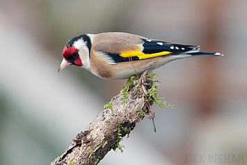 Goldfinch | Male