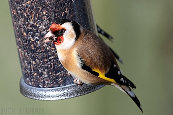 Goldfinch | Female