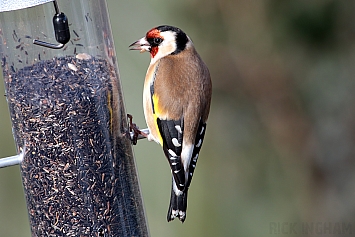 Goldfinch | Female