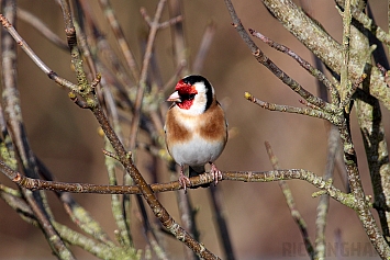 Goldfinch | Male