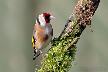 Goldfinch | Male