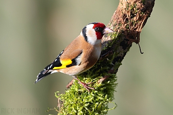 Goldfinch | Male