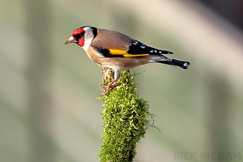 Goldfinch | Male