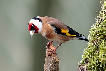 Goldfinch | Male