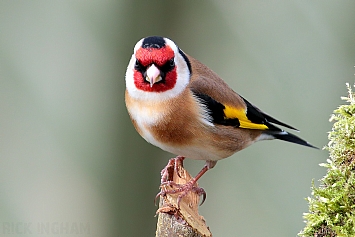 Goldfinch | Male