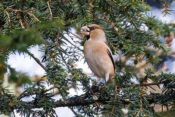 Hawfinch | Female