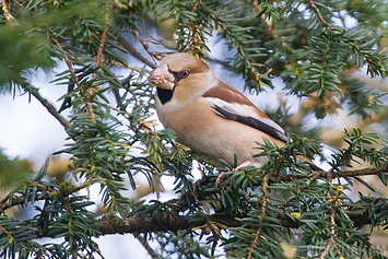 Hawfinch | Female