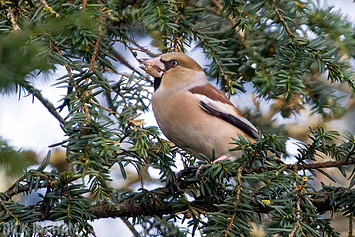 Hawfinch | Female