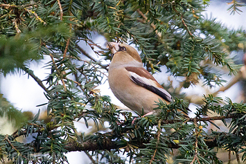 Hawfinch | Female