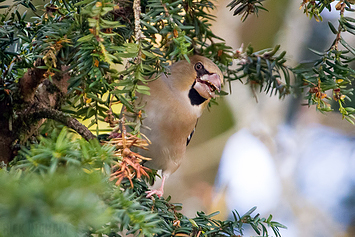 Hawfinch | Female