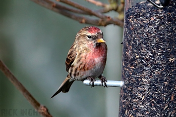 Lesser Redpoll