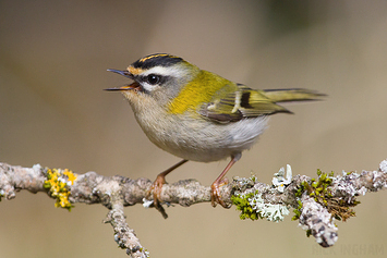 Firecrest