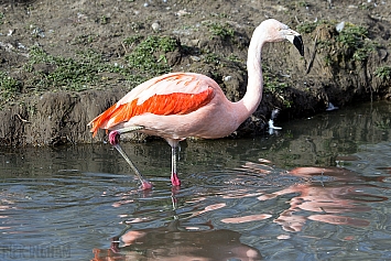 Flamingos