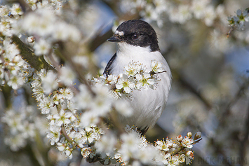 Flycatcher family