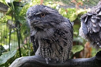 Frogmouth