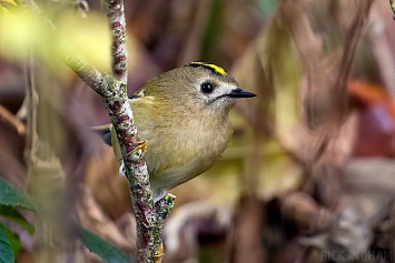 Goldcrest