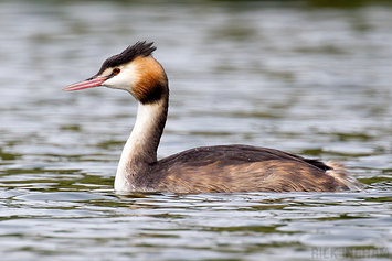 Grebe