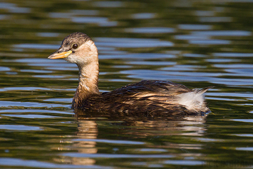 Little Grebe | Juvenile