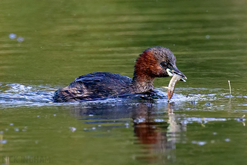 Little Grebe