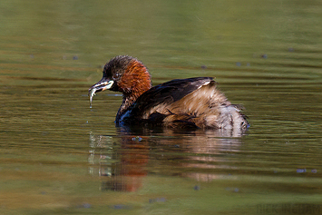 Little Grebe