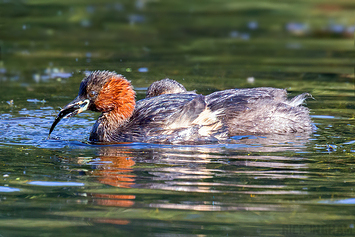 Little Grebe