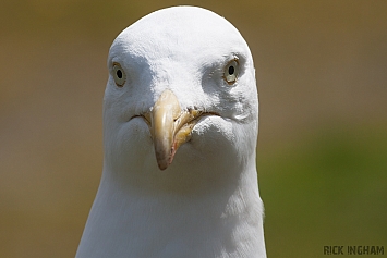 Gulls