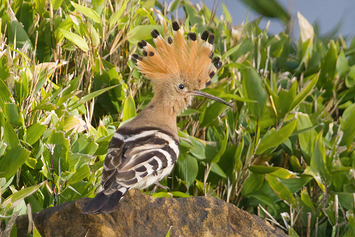 Hoopoe