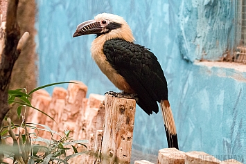 Hornbill