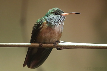 Amazilia Hummingbird