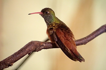 Amazilia Hummingbird