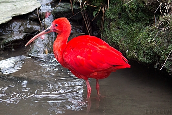 Ibis