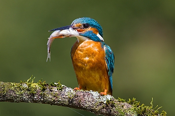 Kingfishers