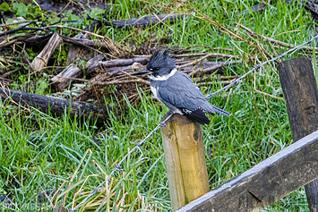 Belted Kingfisher
