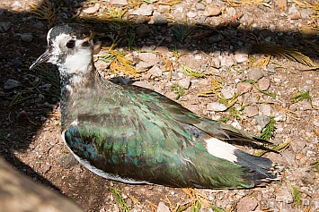 Lapwings