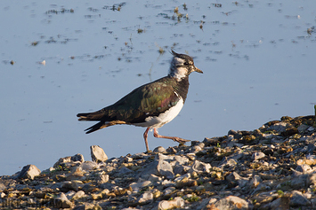 Northern Lapwing