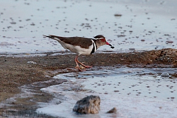 Three-banded Plover